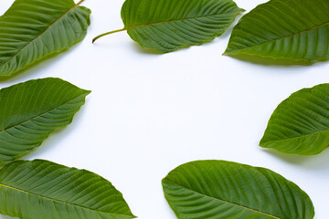 Mitragyna speciosa, Frame made of fresh kratom leaves on white background