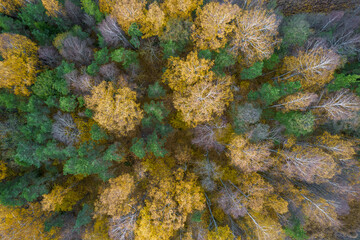 Directly above aerial drone full frame shot of green emerald pine forests and yellow foliage groves with beautiful texture of treetops. Beautiful fall season scenery. Mountains in autumn golden colors