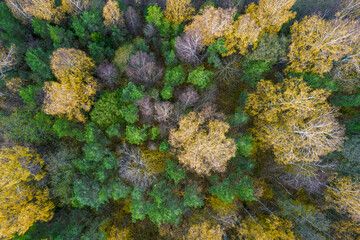 Directly above aerial drone full frame shot of green emerald pine forests and yellow foliage groves with beautiful texture of treetops. Beautiful fall season scenery. Mountains in autumn golden colors