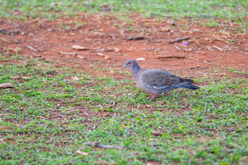 White-winged dove (Patagioenas picazuro) , isolated on grass floor in selective focus.
