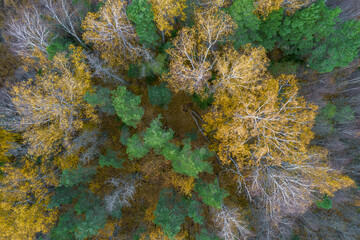 Directly above aerial drone full frame shot of green emerald pine forests and yellow foliage groves with beautiful texture of treetops. Beautiful fall season scenery. Mountains in autumn golden colors