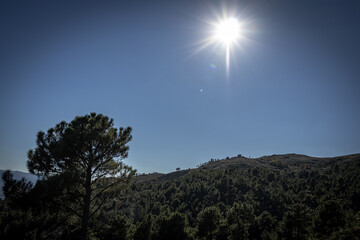 Arvores nas montanhas