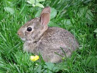 Baby Cottontail Rabbit
