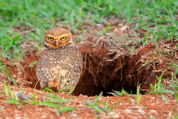 Burrowing owl at the entrance to its burrow, nest on the earth floor