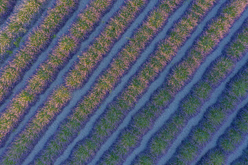 Champ de lavande vue aérienne