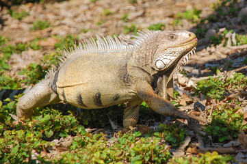 Close-up of free-roaming green iguana with tongue sticking out walking on the ground