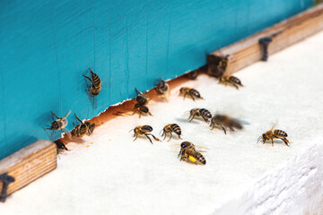 Bees arriving with pollen on their paws and sitting and crawling out onto a white tray of a turquoise hive