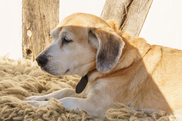 Beagle hybrid dog lying on warm sheep fur at sunny day