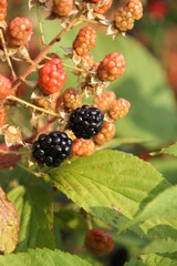 Im Kleingarten selbst angebaute Brombeeren.