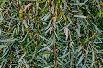 Naklejka na ściany i meble Green and yellow autumn foliage. Natural background and texture