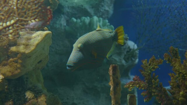 Orange-lined triggerfish or Balistapus undulatus. Demersal triggerfish floats in special aquarium tank.