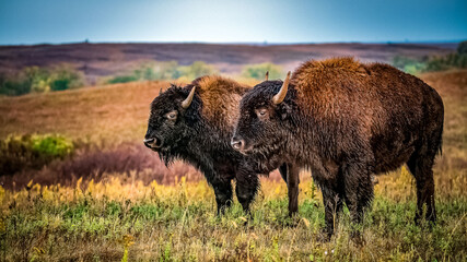 american buffalo in the field