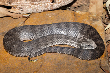 Common Death Adder basking on rock