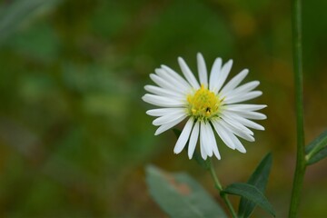 White Daisy Yellow Center White Pedals Little Bug 