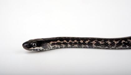 Persian Rat Snake // Persische Kletternatter (Zamenis persicus)