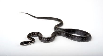 Persian Rat Snake // Persische Kletternatter (Zamenis persicus)