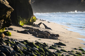 Obraz premium Fur seals on rocky shore of beach. Arctocephalus forsteri.