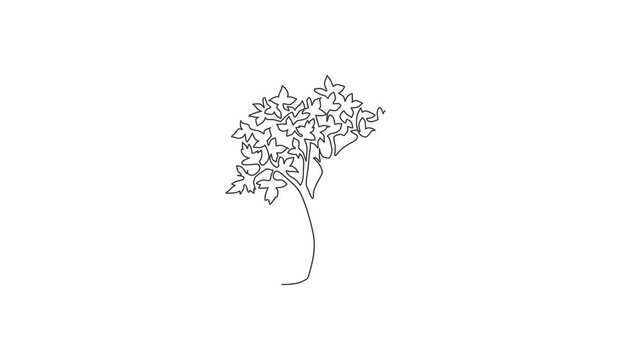 Animated self drawing of single continuous line draw big beauty exotic maple tree for home wall decor art poster print. Decorative sycamore plant for national park logo. Full length one line animation