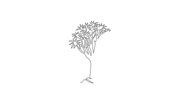 Animated self drawing of one continuous line draw quiver tree forest. Decorative kokerboom woud tree for national park logo. Tour and travel vacation concept. Full length single line animation.