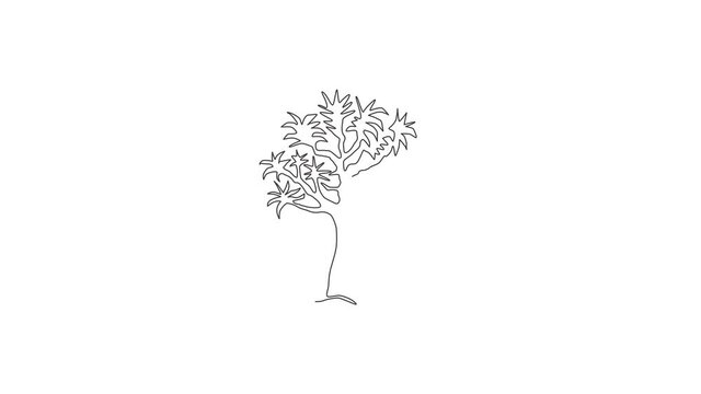 Animated self drawing of single continuous line draw quiver tree forest. Decorative aloidendron dichotomum tree for national park. Tourist and travel vacation concept. Full length one line animation.