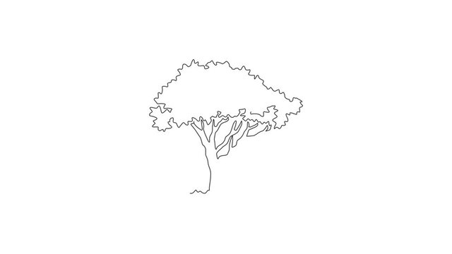 Animated self drawing of continuous line draw beautiful marula tree for home decor wall art poster print. Decorative sclerocarya birrea plant for national park logo. Full length one line animation.