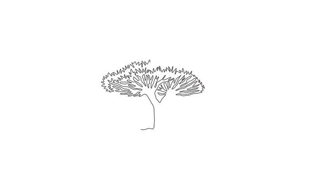 Animated self drawing of one continuous line draw beauty and exotic socotra dragon tree. Decorative dragon blood tree concept for travel and tourism campaign. Full length single line animation.