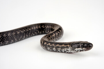 Persian Rat Snake // Persische Kletternatter (Zamenis persicus)