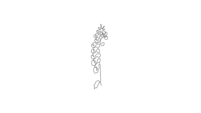 Animated self drawing of continuous line draw beauty fresh digitalis purpurea for home art wall decor poster. Decorative foxglove flower concept for greeting card. Full length single line animation.