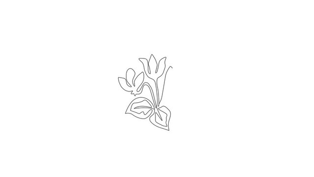 Animated self drawing of continuous line draw beauty fresh cyclamen sowbread for home decor wall art poster. Decorative swinebread flower concept for greeting card. Full length single line animation.