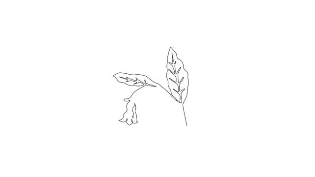 Animated self drawing of single continuous line drawing of beauty fresh symphytum for garden logo. Decorative comfrey flower concept for floral invitation card frame. Full length one line animation.