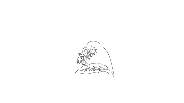 Animation of one line drawing of beauty fresh symphytum for garden logo. Decorative comfrey flower concept for home decor wall art poster print. Continuous line self draw animated. Full length motion.