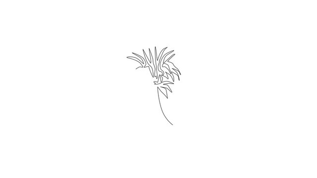 Animated self drawing of continuous line draw beauty fresh monarda for garden logo. Decorative horsemint oswago tea flower concept for floral invitation card frame. Full length one line animation.