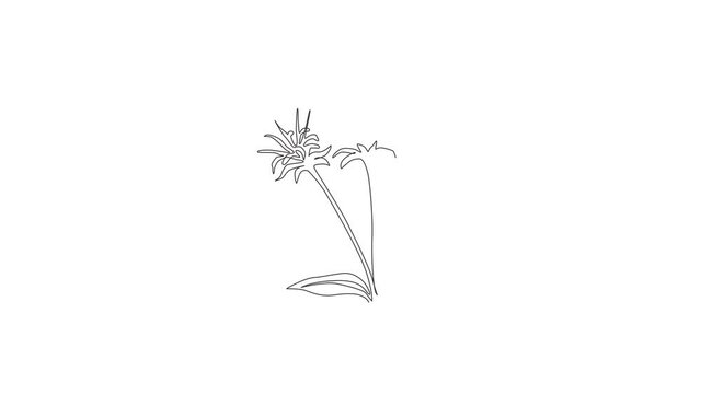 Animated self drawing of continuous line draw beauty fresh bergamot monarda for home decor wall art poster. Decorative bee balm flower concept for greeting card. Full length single line animation.