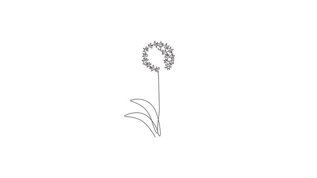 Animation of one line drawing of beauty fresh allium giganteum for logo. Decorative giant onion flower concept home decor wall art poster print. Continuous line self draw animated. Full length motion.