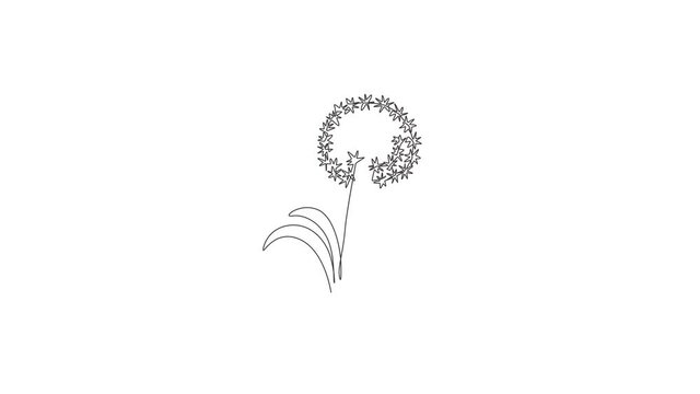 Animated self drawing of continuous line draw beauty fresh allium giganteum for home decor wall art poster print. Decorative globemaster flower for floral card frame. Full length one line animation.
