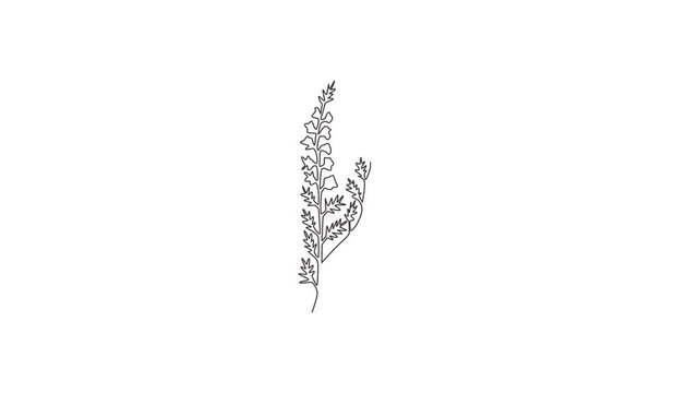 Animated self drawing of single continuous line draw beauty fresh heather for home decor wall art poster print. Decorative calluna vulgaris flower for floral invitation. Full length one line animation