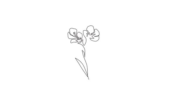 Animated self drawing of continuous line draw beauty fresh freesia for home wall decor art poster print. Decorative herbaceous flower concept for floral card frame. Full length one line animation.