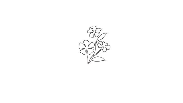 Animation of one line drawing of beauty fresh catharanthus for logo. Decorative periwinkle flower concept for home wall decor art poster print. Continuous line self draw animated. Full length motion.