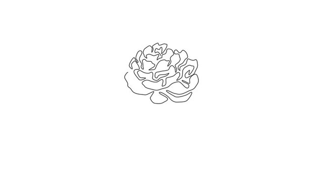 Animated self drawing of single continuous line draw beauty fresh paeony for garden logo. Printable decorative peony flower concept for home decor wall art poster print. Full length one line animation