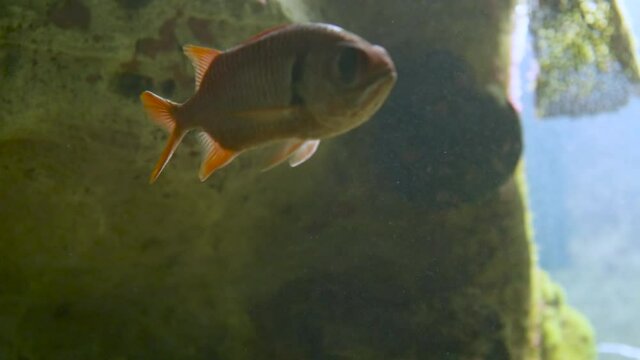 Soldierfish or Myripristis murdjan. Red colored predator fish floats in special tank.