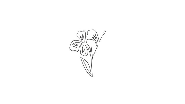 Animated self drawing of continuous line draw beauty fresh canna for garden logo. Printable poster decorative canna lily flower concept for wedding invitation card. Full length one line animation.