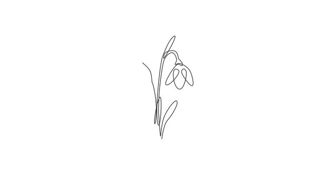 Animation of one line drawing of beauty fresh galanthus for home decor wall art poster. Decorative snowdrop flower for greeting card ornament. Continuous line self draw animated. Full length motion.