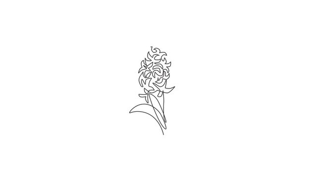 Animation of one line drawing of beauty fresh hyacinthus for logo. Printable decorative hyacinth flower for home decor wall art poster print. Continuous line self draw animated. Full length motion.