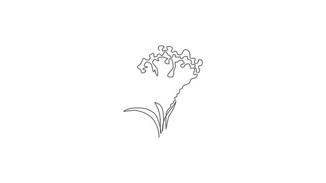 Animated self drawing of continuous line draw beauty brain celosia for home wall art decor poster. Printable decorative cockscomb flower for wedding invitation card. Full length one line animation.