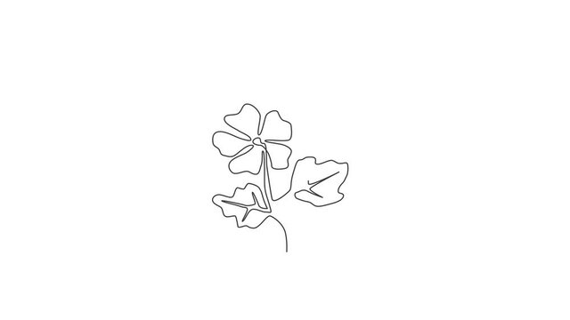 Animation of one line drawing of beauty fresh common mallow for home decor wall art poster. Printable decorative malva sylvestris flower concept. Continuous line self draw animated. Full length motion