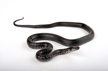 Persian Rat Snake // Persische Kletternatter (Zamenis persicus)