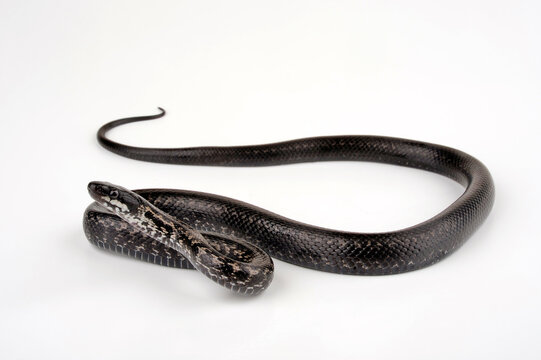 Persian Rat Snake // Persische Kletternatter (Zamenis persicus)