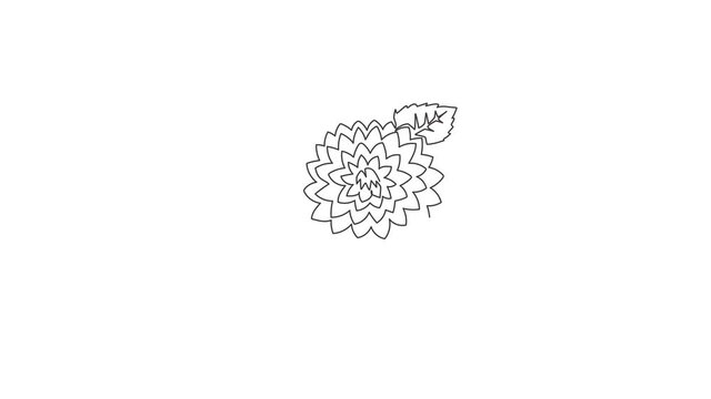 Animation of one line drawing of beauty fresh dahlia for logo. Printable decorative national Mexico flower concept for home wall decor poster. Continuous line self draw animated. Full length motion.