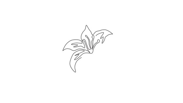Animated self drawing of one continuous line draw beauty fresh perennials lilium for garden logo. Printable decorative true lilies flower for home wall decor poster. Full length single line animation.