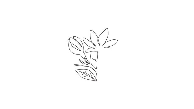 Animation of one line drawing of beauty fresh evergreen jasmine flower for logo. Printable decorative poster jasminum for home wall art decor. Continuous line self draw animated. Full length motion.